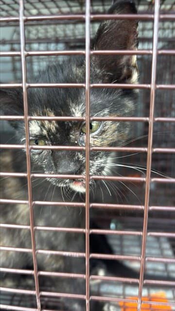 Unknown - Domestic Short Hair