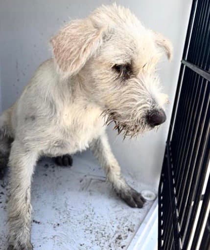 Unknown - Parson Russell Terrier