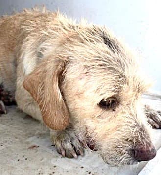 Unknown - German Wirehaired Pointer