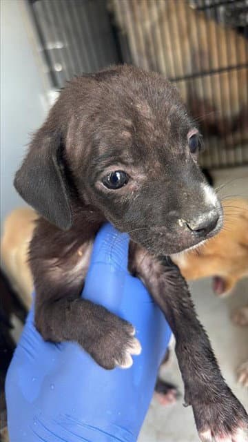 Unknown - Labrador Retriever