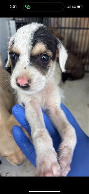 Unknown - German Wirehaired Pointer