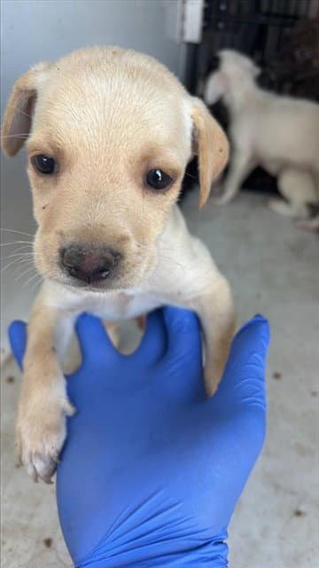 Unknown - Labrador Retriever