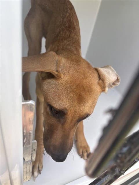 Unknown - Black Mouth Cur