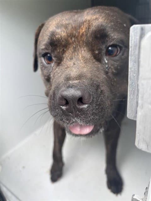 Chata - Pit Bull Terrier