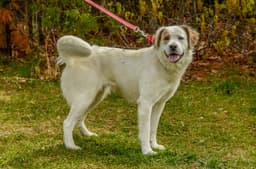 Duchess image 3