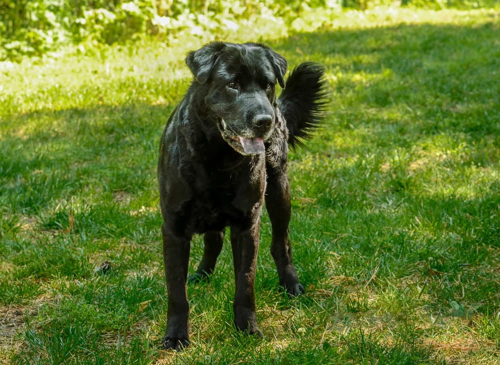 Hunter - Labrador Retriever