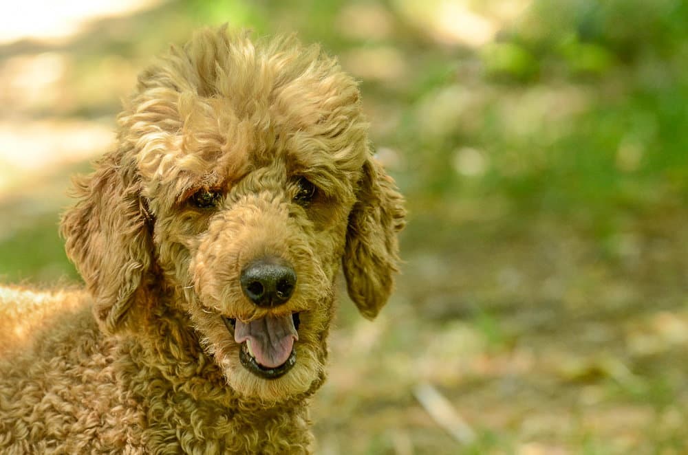 Mia - Poodle (unknown type)
