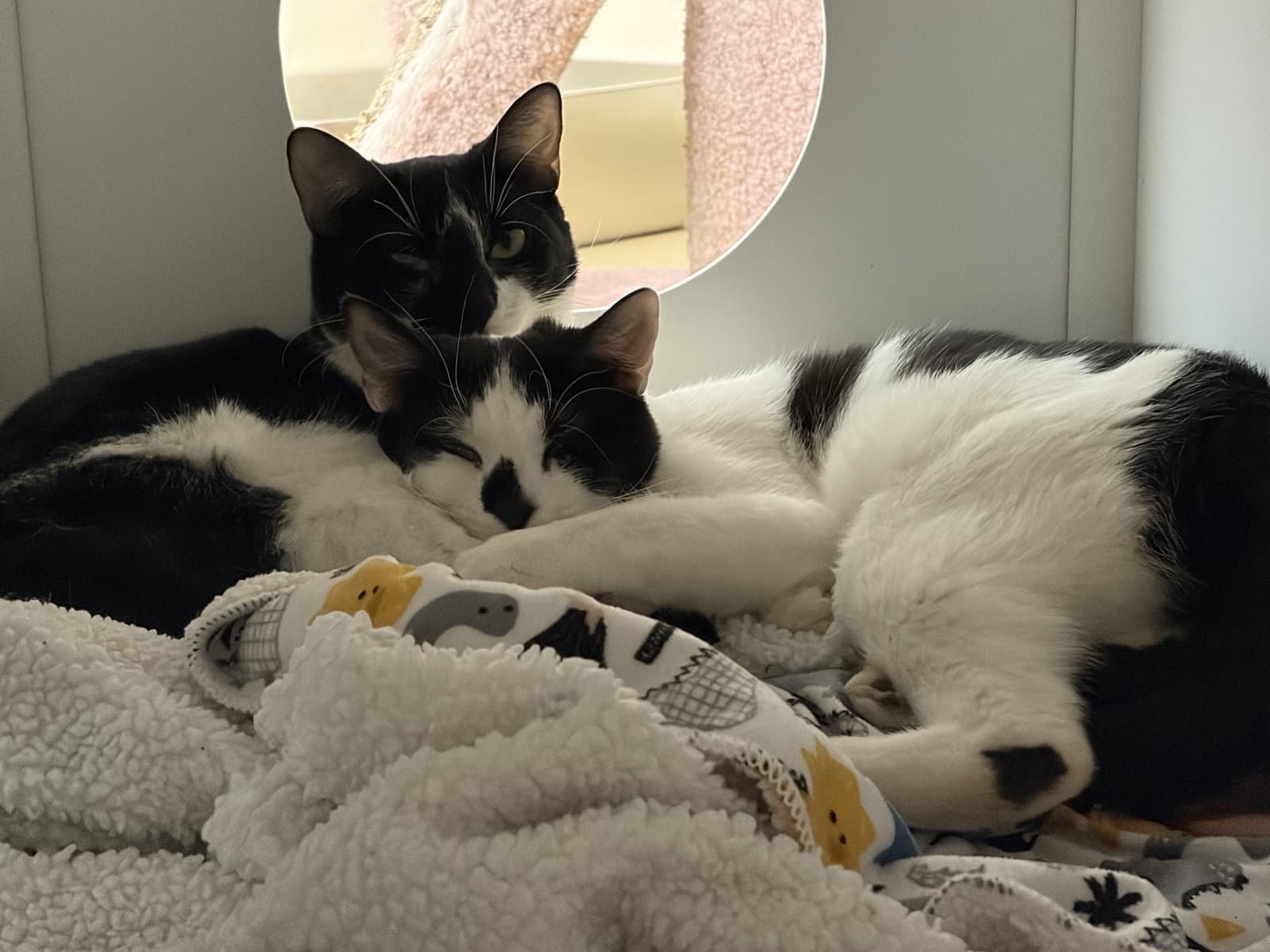 Towns - Bonded Pair - Domestic Short Hair