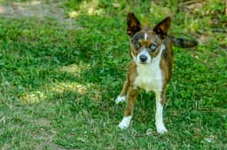 Waylon image 1