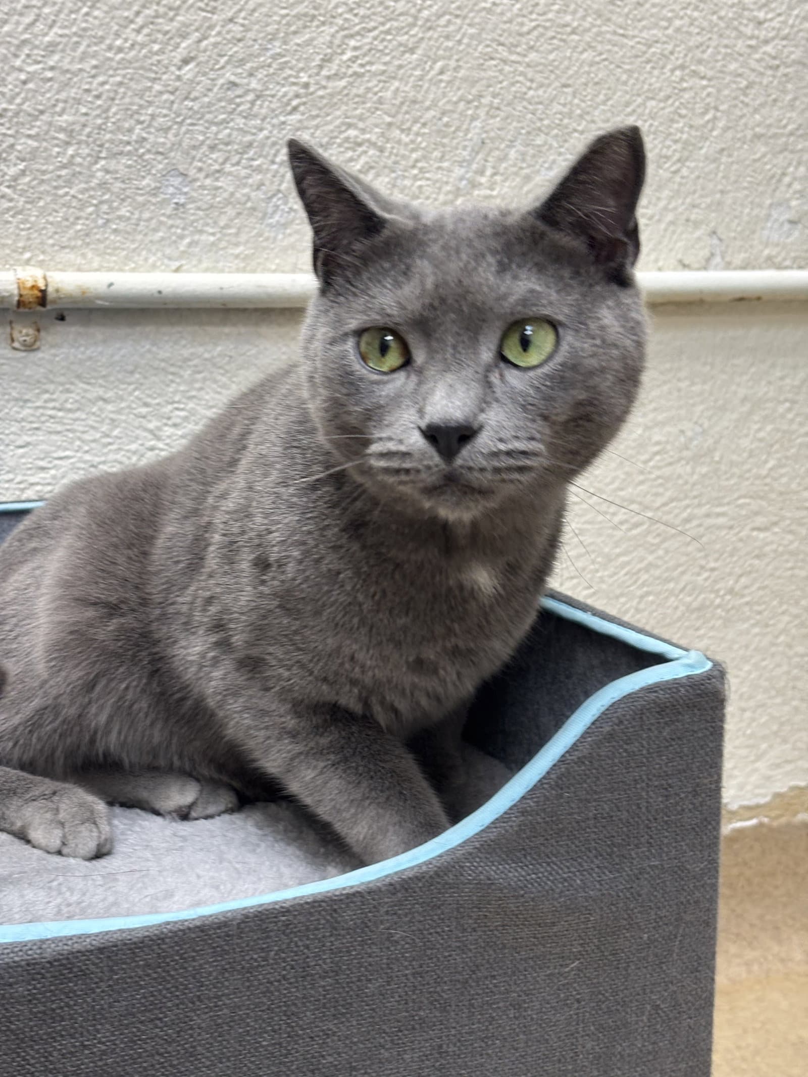 Forest - Bonded Pair - Domestic Short Hair
