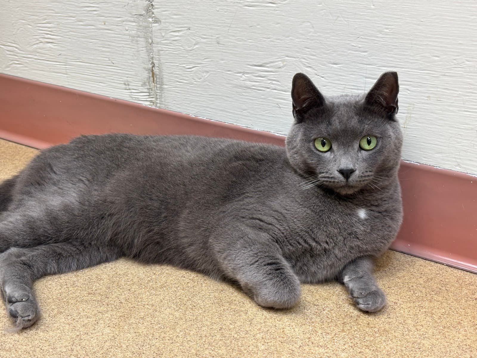Colt - Bonded Pair - Domestic Short Hair