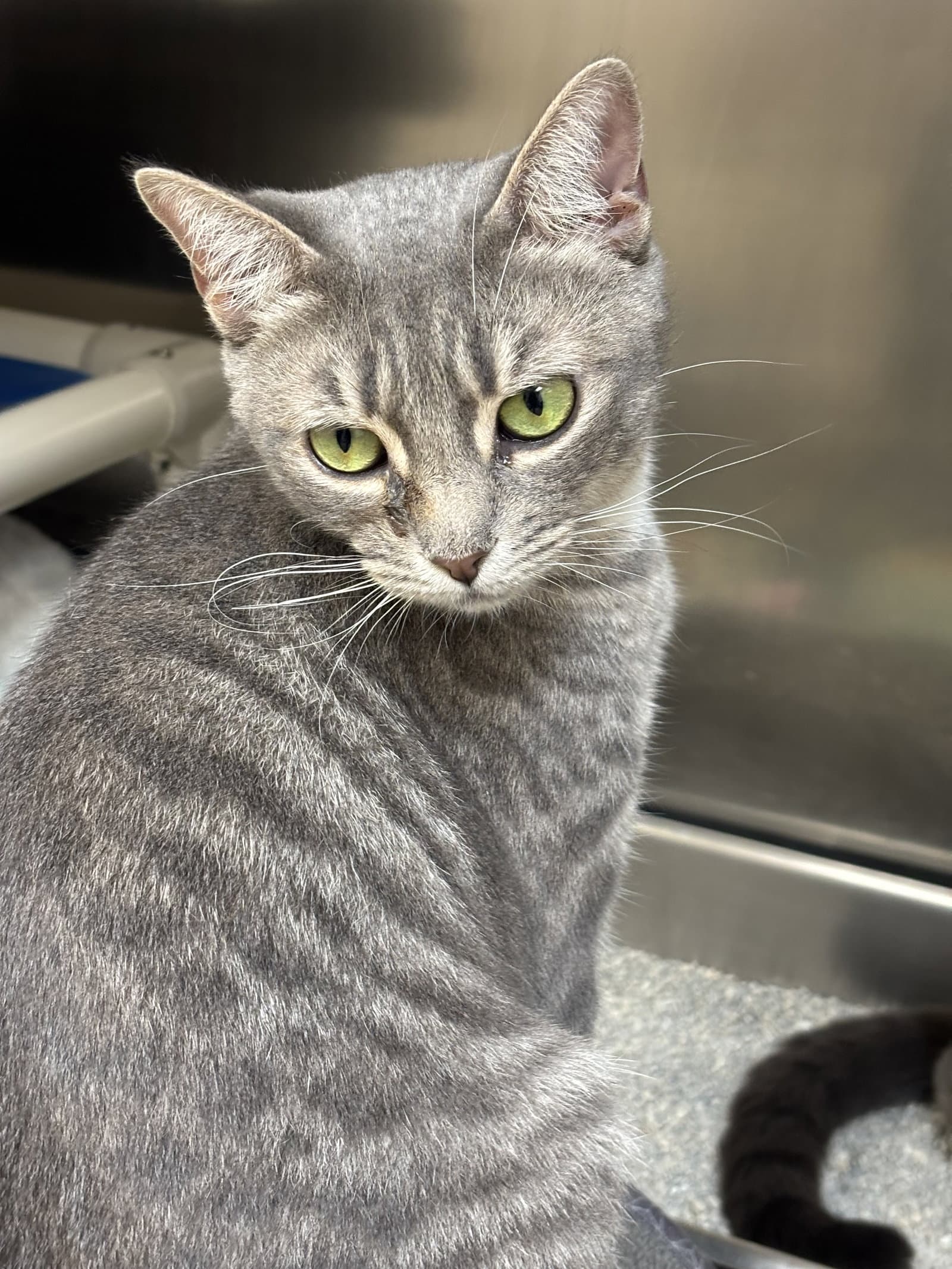 Partridge - Domestic Short Hair