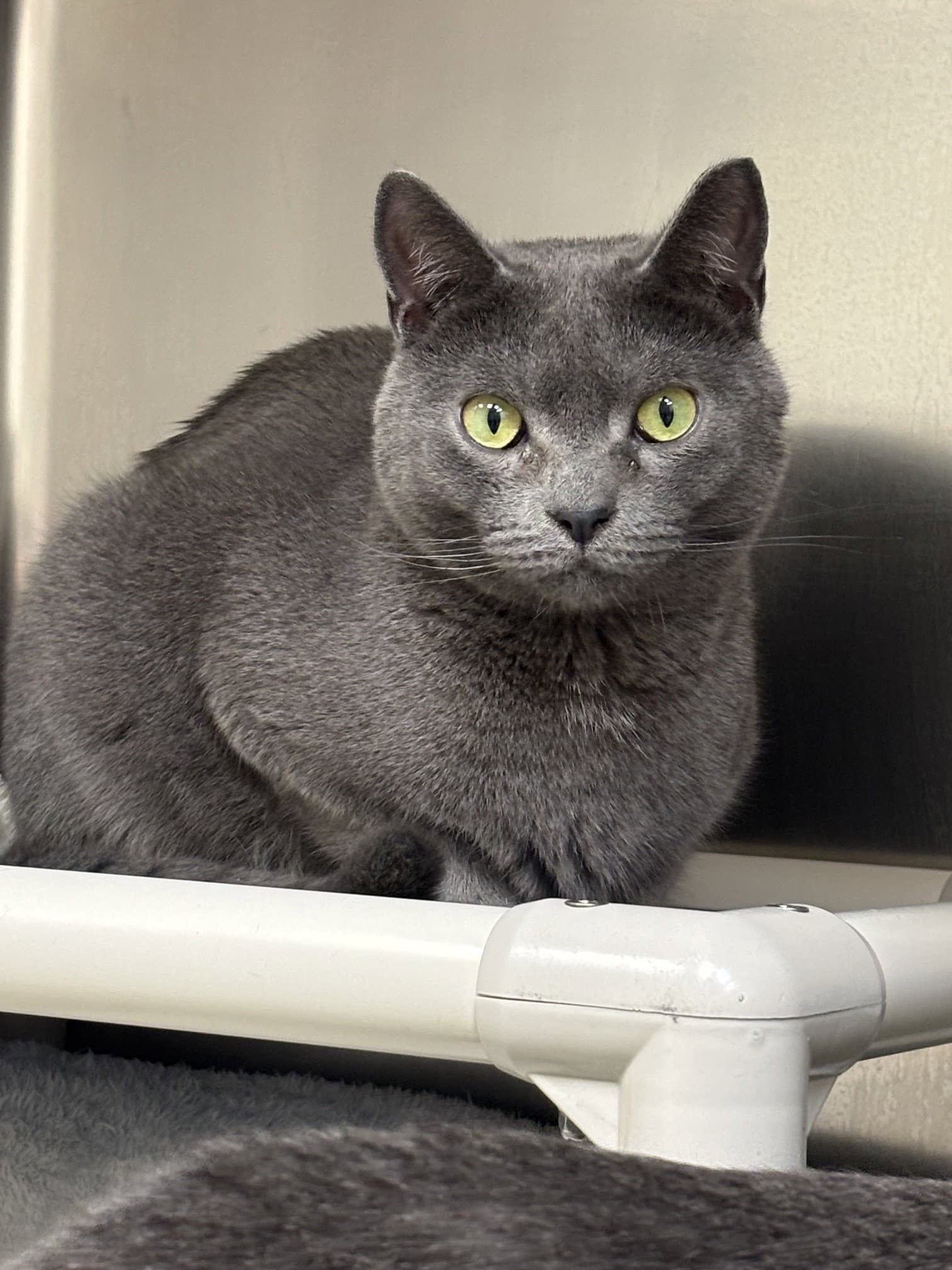 Turnip - Domestic Short Hair
