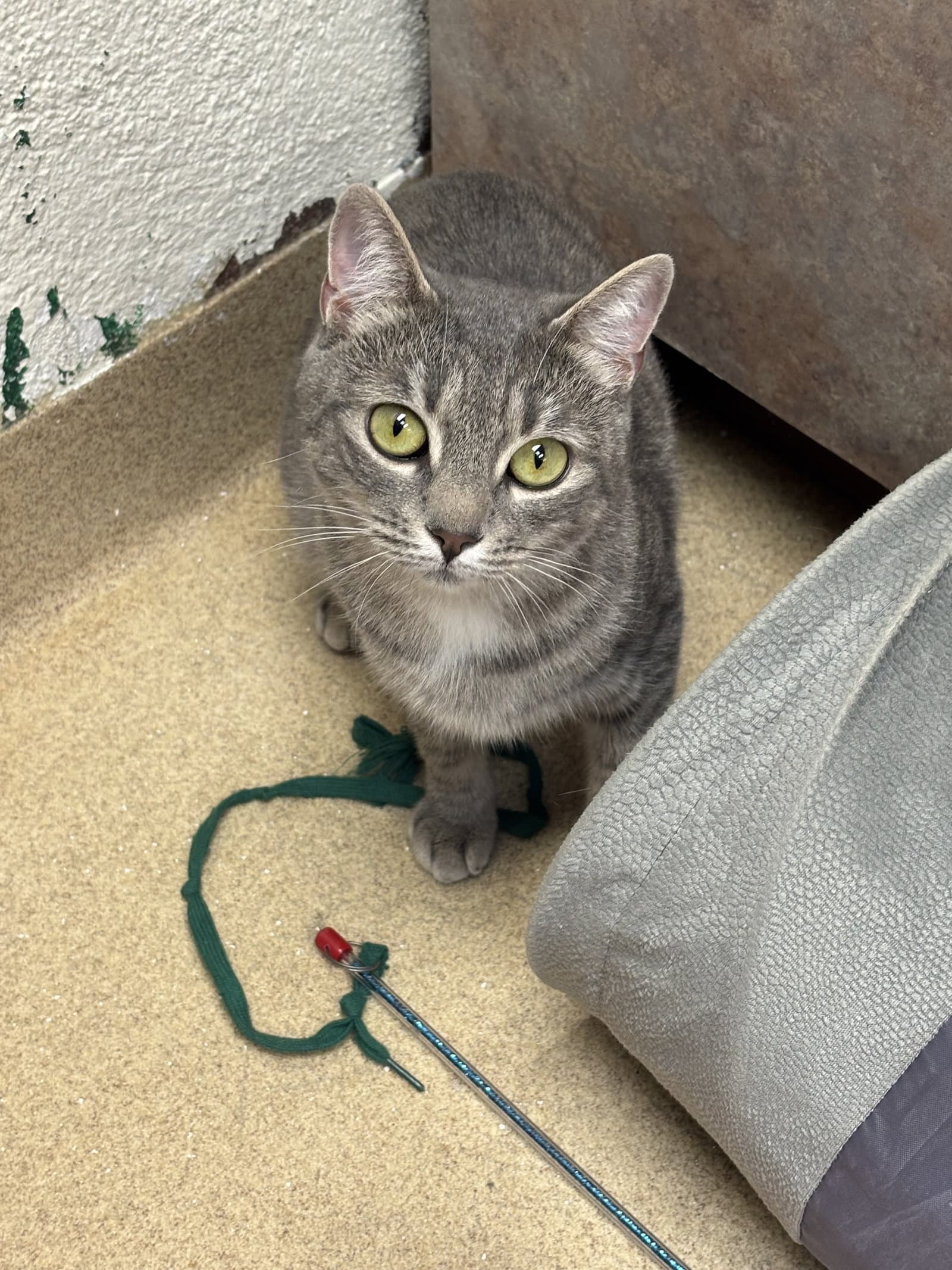 Remi - Domestic Short Hair