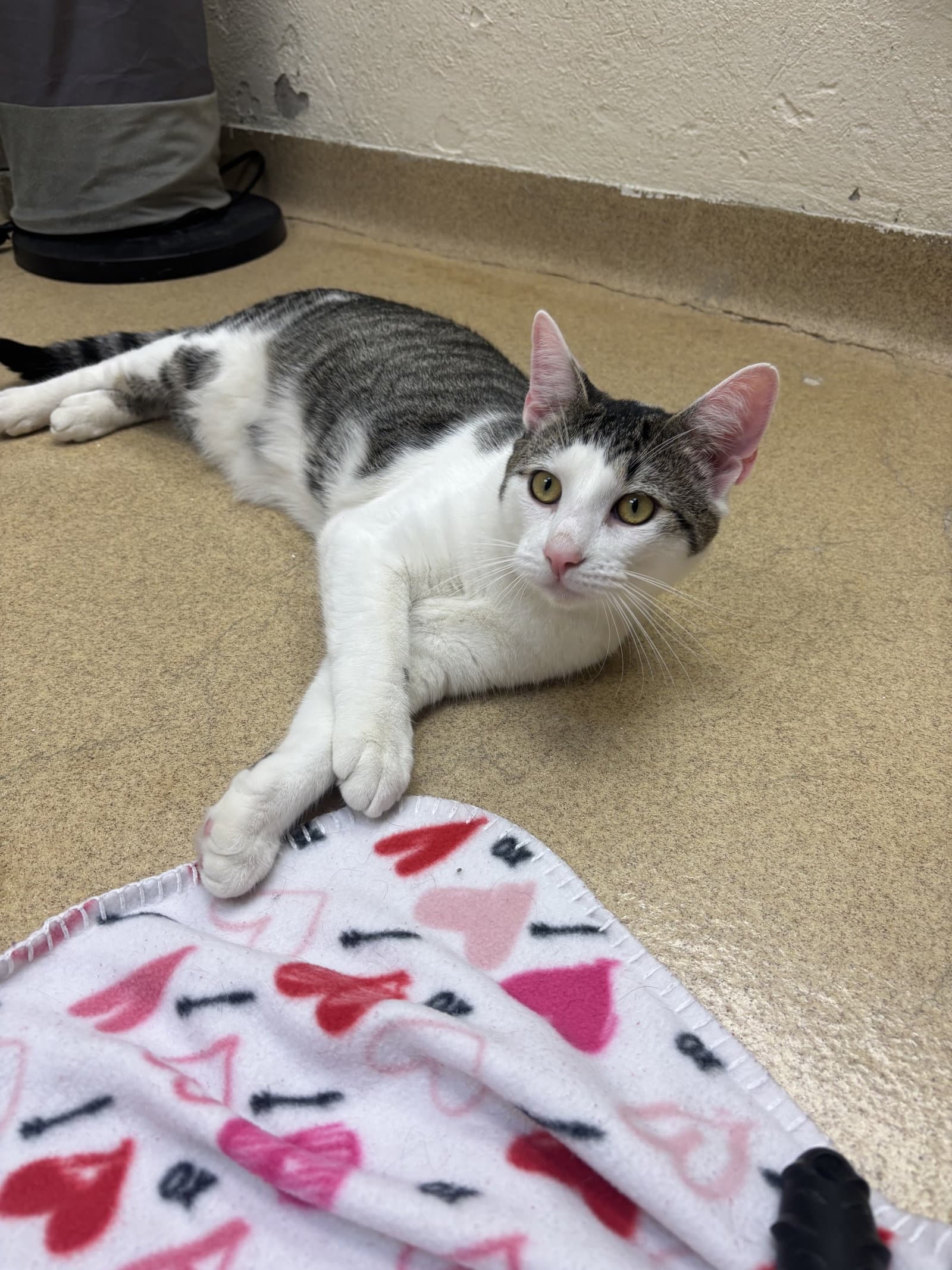 Caloy - Domestic Short Hair