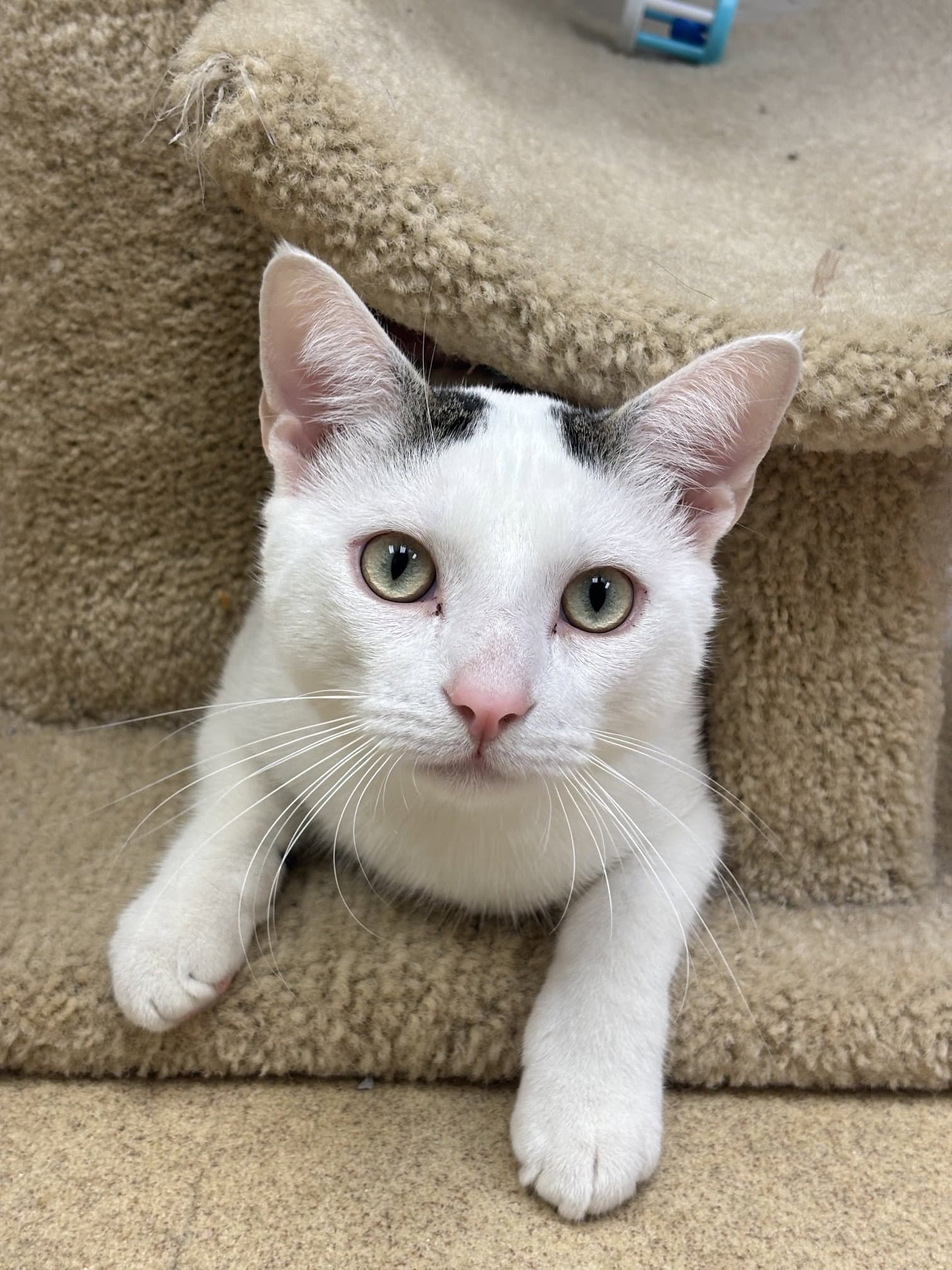 Coco - Domestic Short Hair