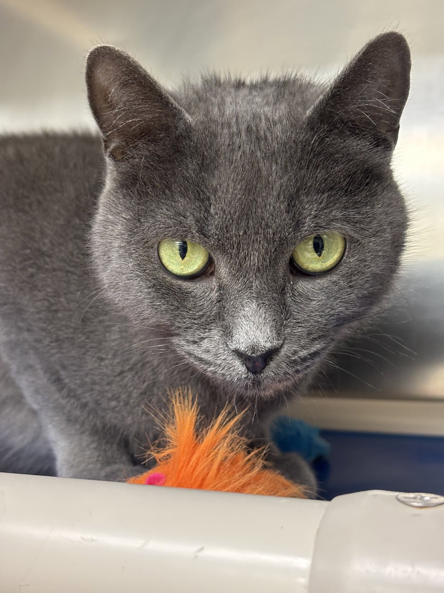 Dove - Domestic Short Hair