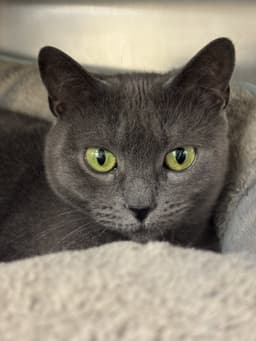 Titi image 4