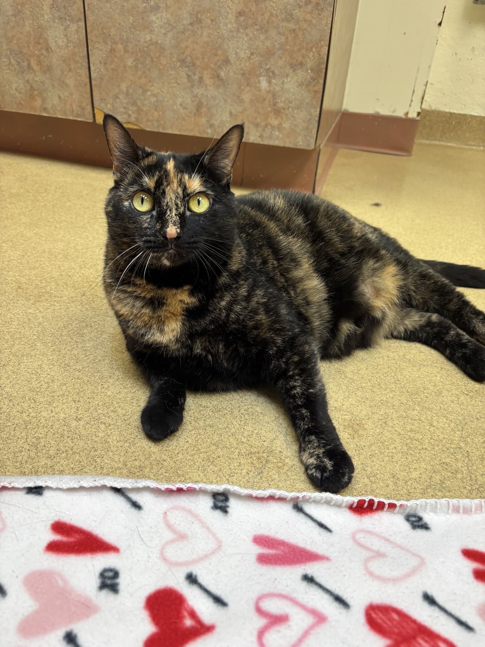 Pinky - Domestic Short Hair