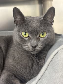 Phoebe image 1