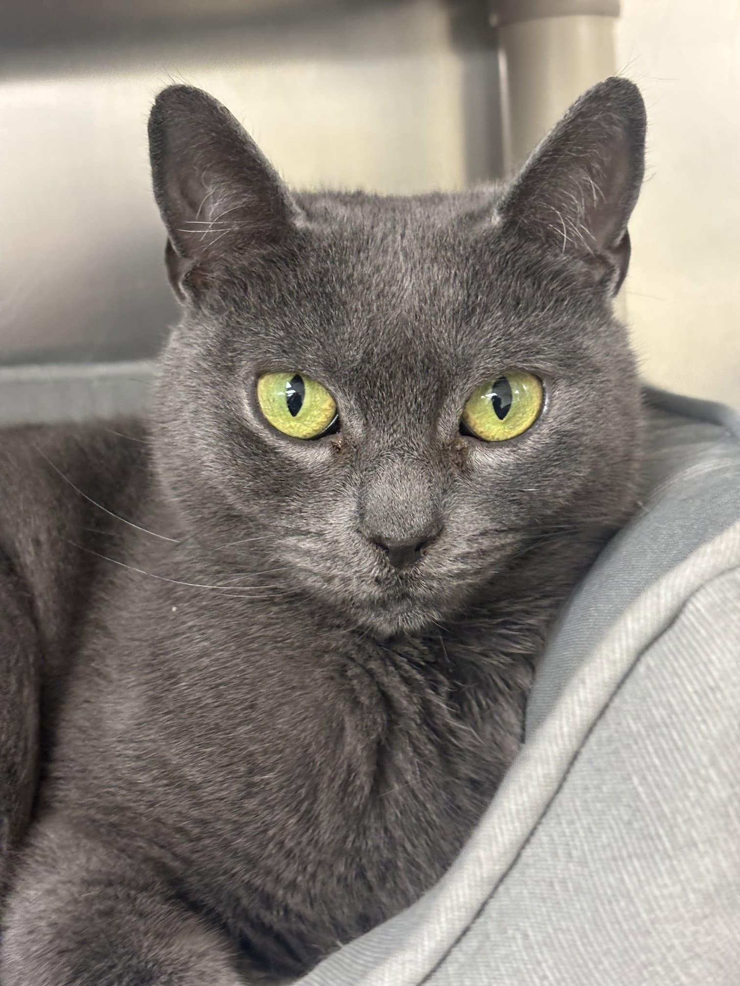 Phoebe - Domestic Short Hair