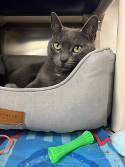 Phoebe image 2
