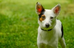 Suzie image 1