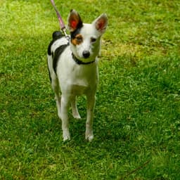 Suzie image 4