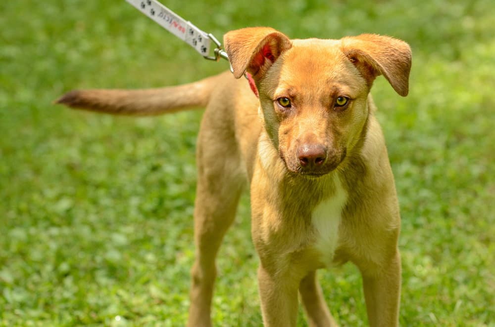 Scrappy Doo - Labrador Retriever