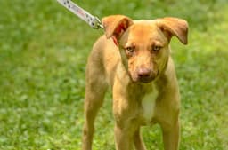 Scrappy Doo image 2
