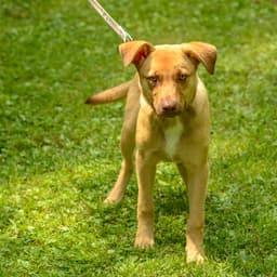 Scrappy Doo image 3