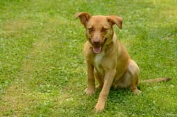 Scrappy Doo image 4