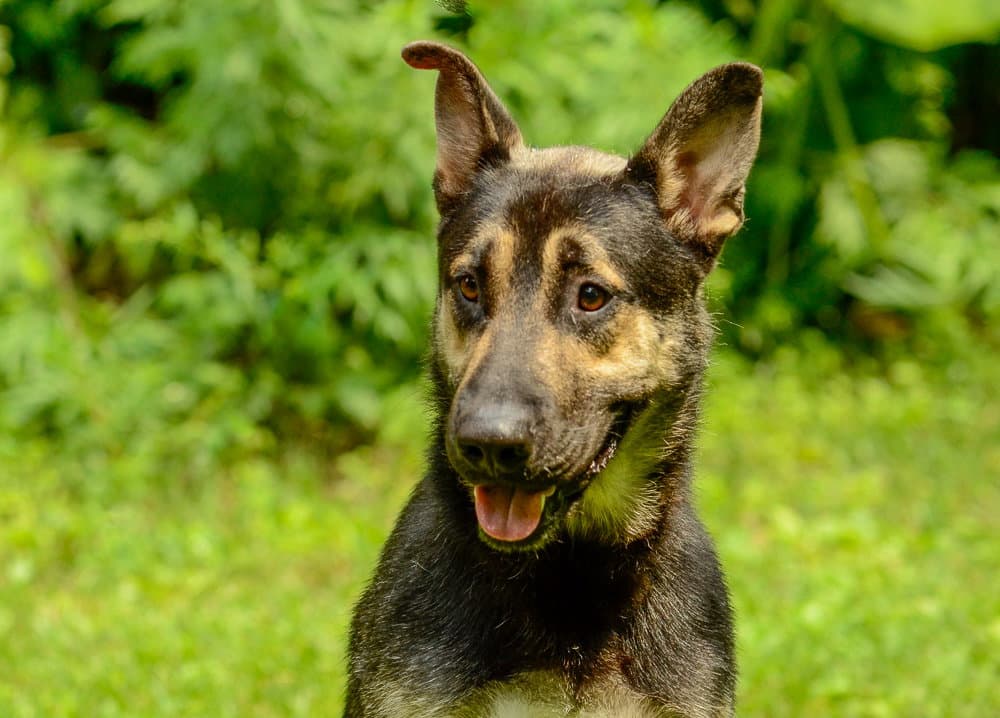 Mufasa - German Shepherd Dog