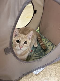 Peaches - Bonded Pair image 1