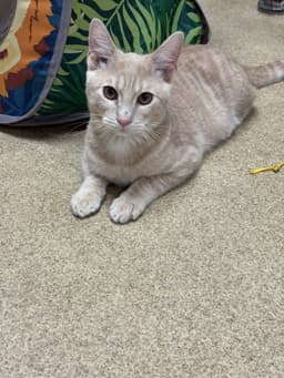 Peaches - Bonded Pair image 2
