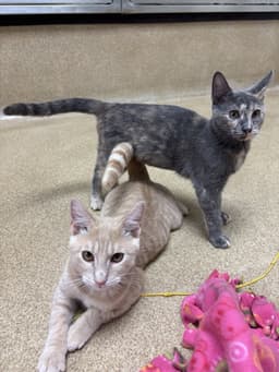 Peaches - Bonded Pair image 3