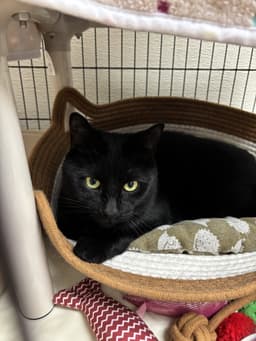 Minnie image 1