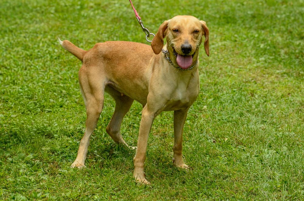 Freya - Hound