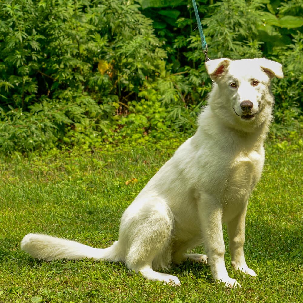 Treasure - Shepherd