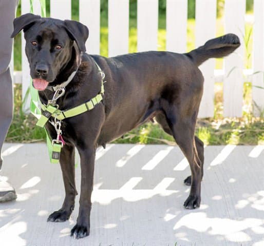 Nancy Abs - Labrador Retriever