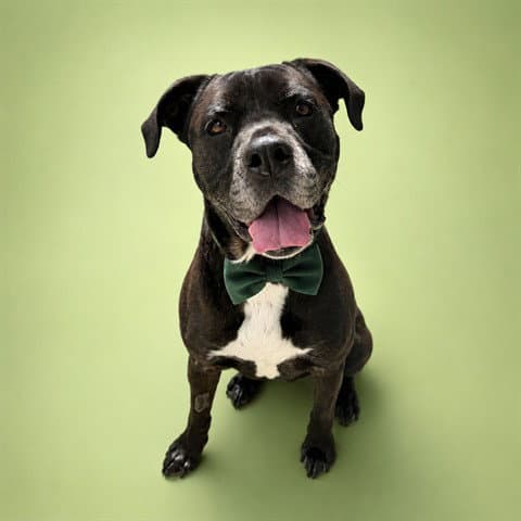 Duke Abs - Pit Bull Terrier
