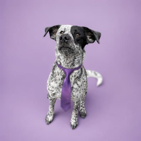 Jovi Abs - Hound