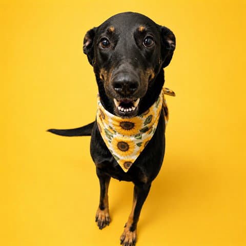 Rosa Asc - Doberman Pinscher