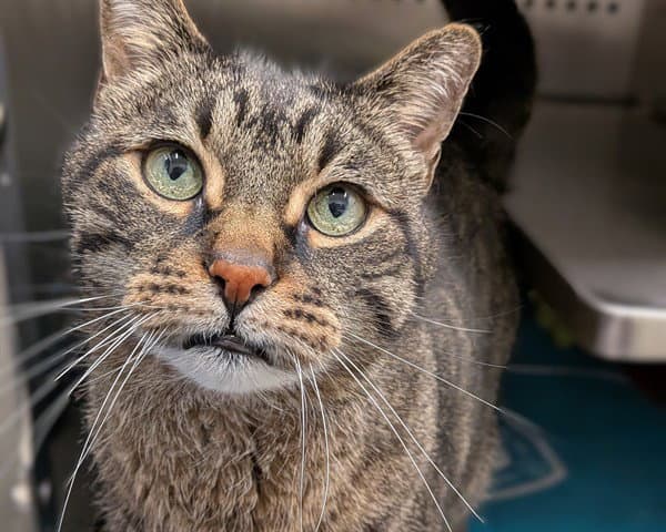 Unknown - Domestic Short Hair
