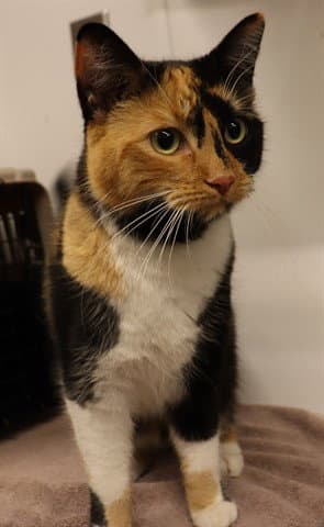 Unknown - Domestic Short Hair