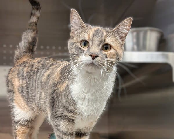 Marble Abs - Domestic Short Hair