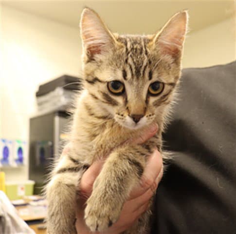 Unknown - Domestic Short Hair