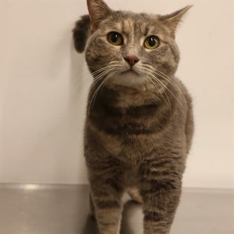 Dora As - Domestic Short Hair