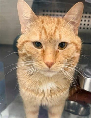 Unknown - Domestic Short Hair