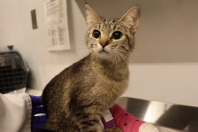 Unknown - Domestic Short Hair
